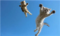猫跳棺材有什么预兆