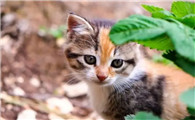 猫咪叫声发嗲是为什么