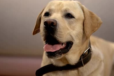 纯种拉布拉多犬特点有哪些? 纯种拉布拉多犬特点有哪些?