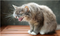 猫偶尔咳嗽但是一切正常