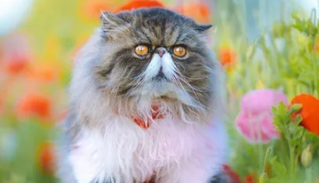 波斯猫的四大禁忌,你不注意会出大事! 波斯猫的四大禁忌,你不注意会出大事!
