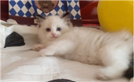 猫其实是外星人