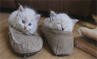 猫咪喜欢睡鞋子