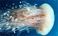 海蜇就是水母的头吗
