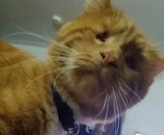 盲眼橘猫救了小流浪猫,小猫长大后留在橘猫身边,当它的“眼睛” 盲眼橘猫救了小流浪猫,小猫长大后留在橘猫身边,当它的“眼睛”