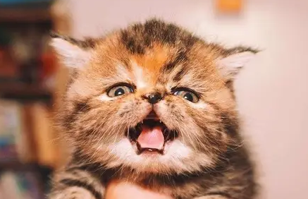 春季奶猫潮，捡到奶猫怎么办？