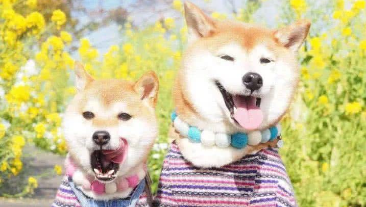 狗狗是亲兄妹能生宝宝吗 狗狗是亲兄妹能生宝宝吗