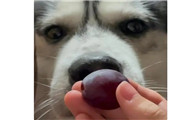 狗狗吃了葡萄怎么补救