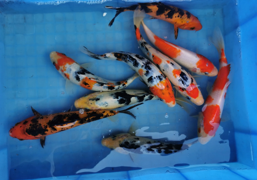 十大名贵观赏鱼日本锦鲤