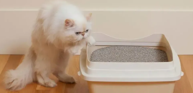 猫砂太臭对猫有什么影响？
