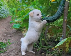 狗狗能不能吃黄瓜