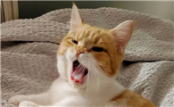 猫咪一直叫个不停怎么办