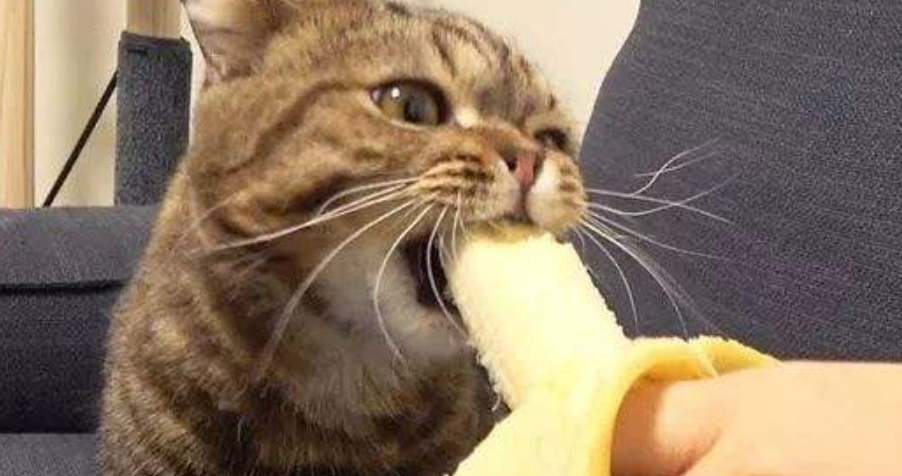 猫能吃香蕉吗