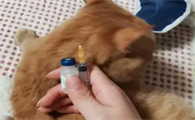 猫咪要打几针疫苗