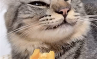 猫咪可以吃菠萝蜜吗