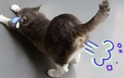 猫咪会放屁吗