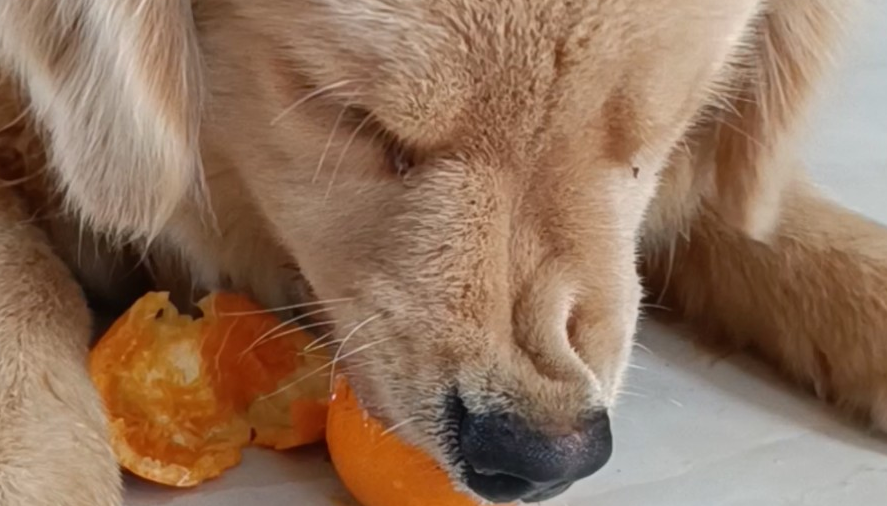 狗狗可以吃橘子不