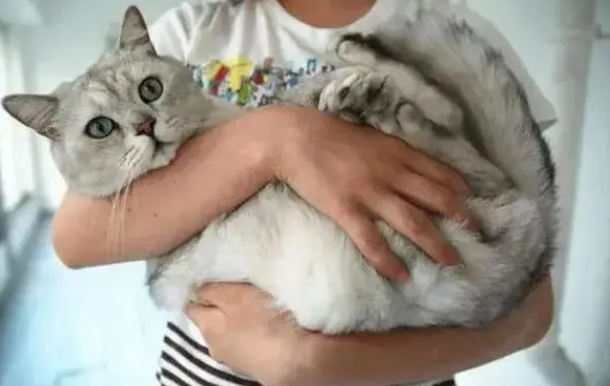 猫咪为什么抗拒主人抱 猫咪为什么抗拒主人抱