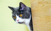 猫咪血栓双后肢瘫痪好了