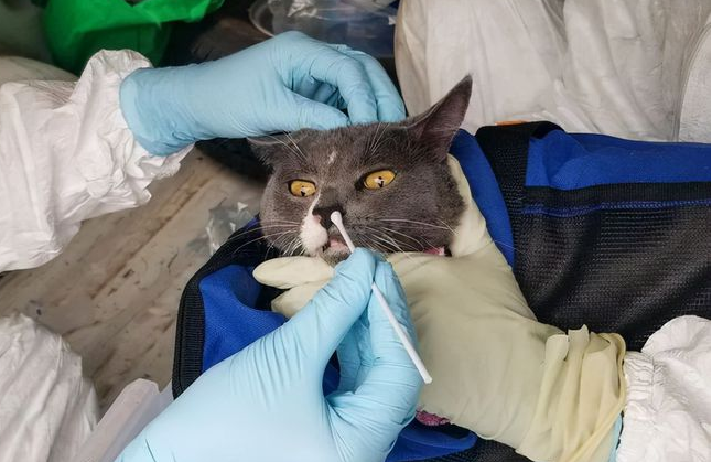 pcr五项病毒检测猫