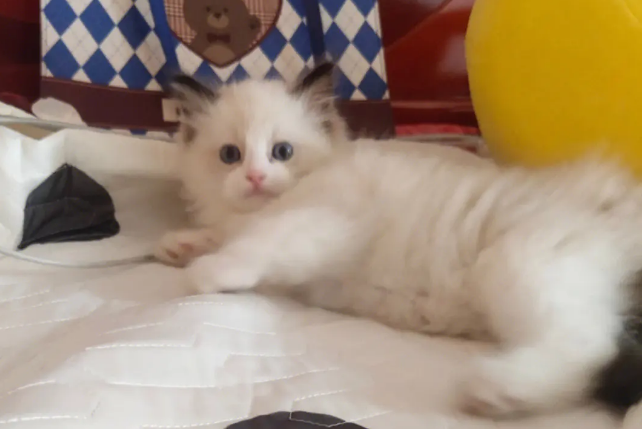 猫其实是外星人 猫其实是外星人