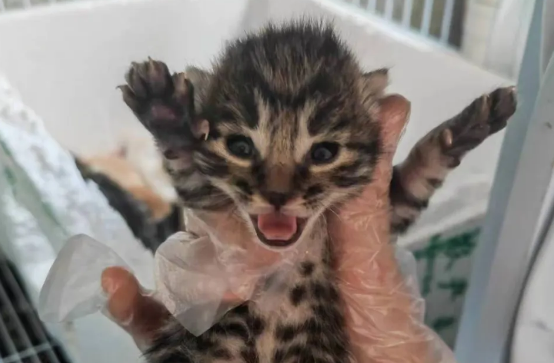 小奶猫的喂养方法和注意事项