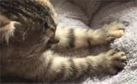 猫咪为什么踩奶