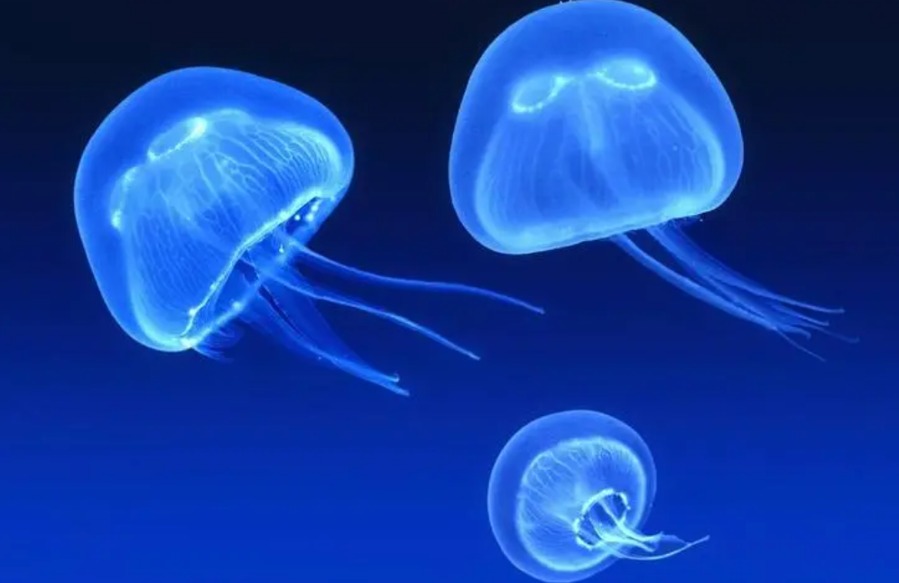 水母是单细胞生物吗