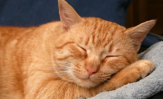 猫咪寿命和大龄猫的照顾 猫咪寿命和大龄猫的照顾