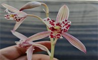 红猫蕊蝶兰花是杂交品种吗