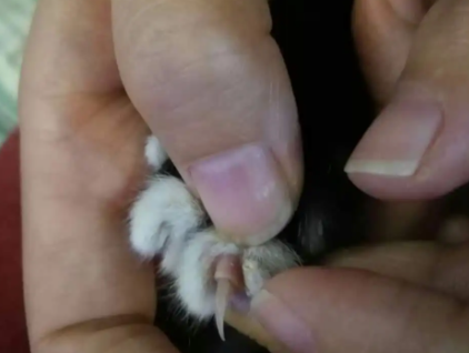 猫咪指甲边上的肉红肿 猫咪指甲边上的肉红肿