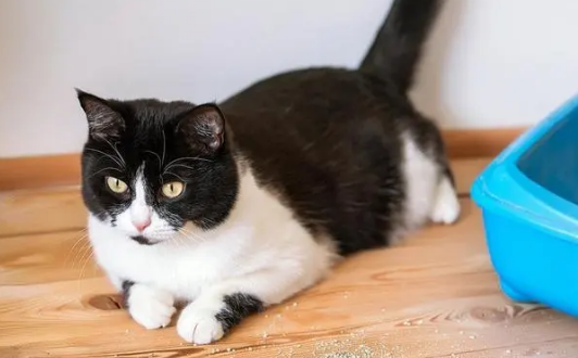 猫咪只尿不拉2天了