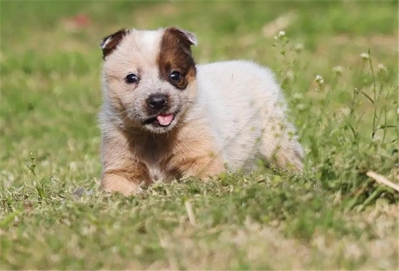 澳洲牧羊犬怎么样