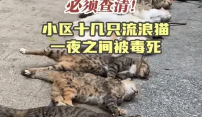 投喂流浪猫，等于助力城市里的物种灭绝者