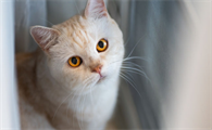 猫咪正常死亡的姿势