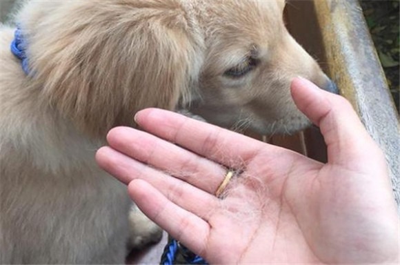 狗狗掉毛很厉害吃什么好