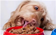 狗狗不能吃的20种食物