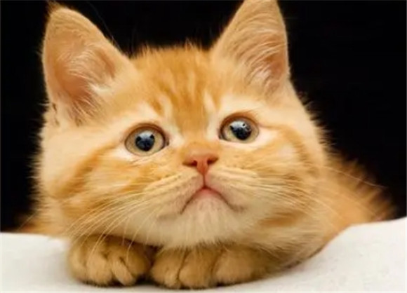 猫咪能吃什么