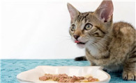 猫碗里面要一直有粮吗？