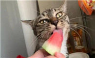 猫咪可以吃什么水果