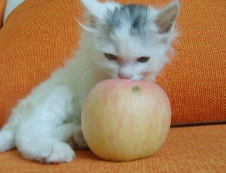 猫咪能吃苹果吗