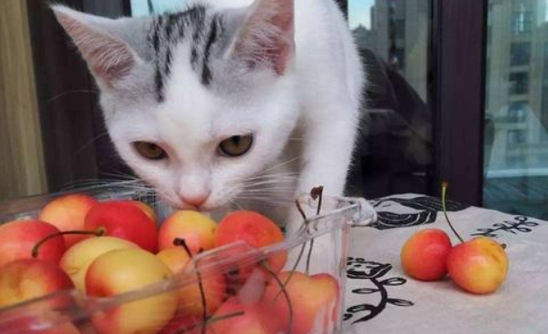 猫咪可以吃桃子吗