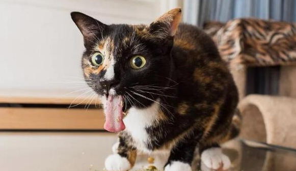 猫咪快速催吐的四种方法 猫咪快速催吐的四种方法