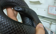 墨西哥黑王蛇图片