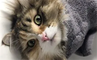 猫尿闭可以用黄体酮扩张尿道