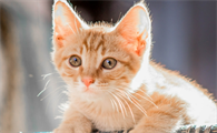猫咪能吃奶油吗 猫咪能吃奶油吗