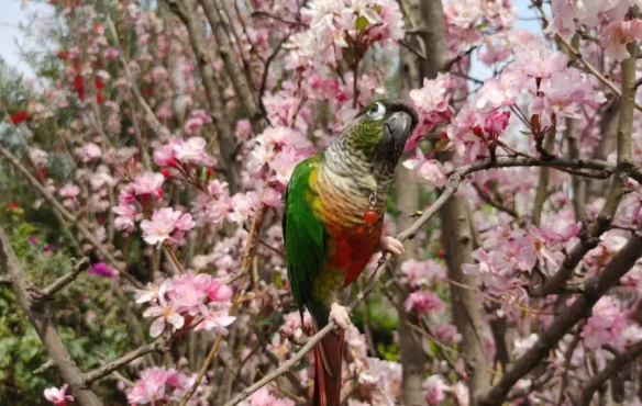 鹦鹉怎么吃最健康?与食品中营养关系很大 鹦鹉怎么吃最健康?与食品中营养关系很大
