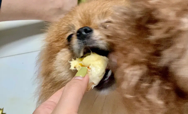 狗狗能吃榴莲肉吗 狗狗能吃榴莲肉吗
