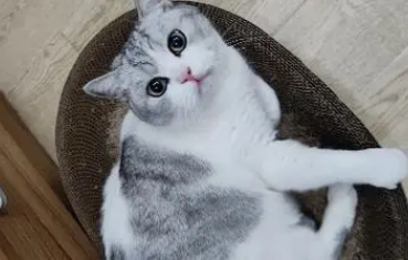 80%养猫人都忽略了!春天一定注意猫这里! 80%养猫人都忽略了!春天一定注意猫这里!