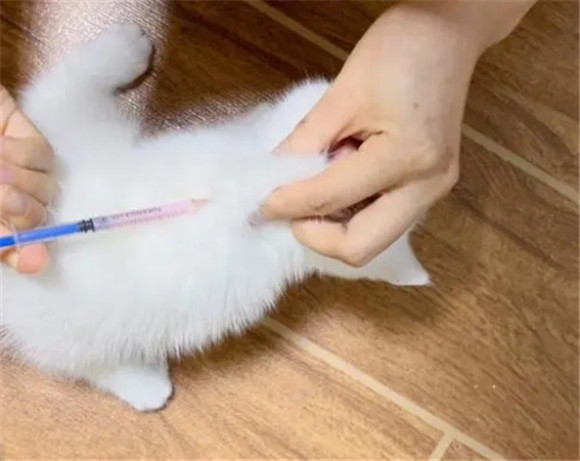 猫咪几个月可以打疫苗 猫咪几个月可以打疫苗